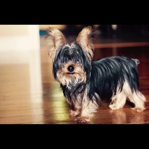 Meet your Posher, Carmen